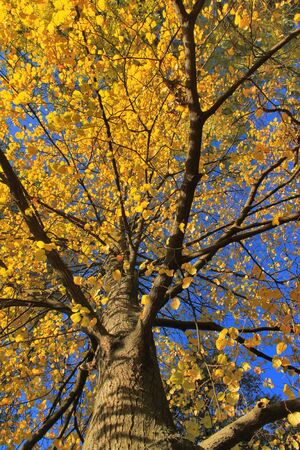 Tree foliage in autumn colorsの写真素材