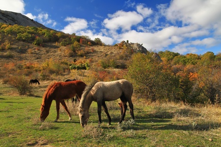 Wild horses in the mountainの写真素材
