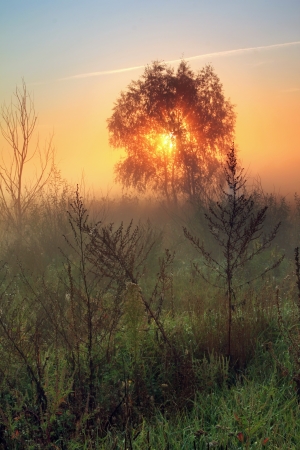 Misty morning on the fieldの写真素材