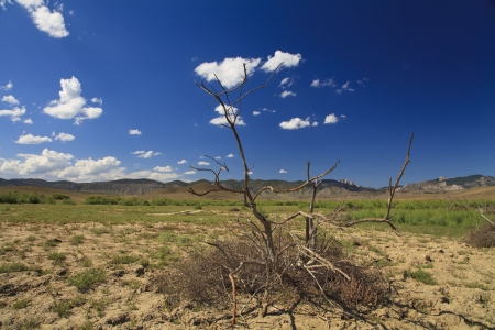 Withered bush in the desertの写真素材