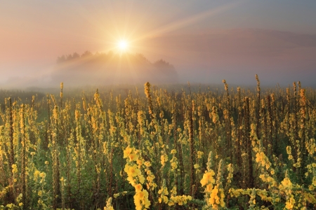 Misty sunrise on the field with yellow flowersの写真素材