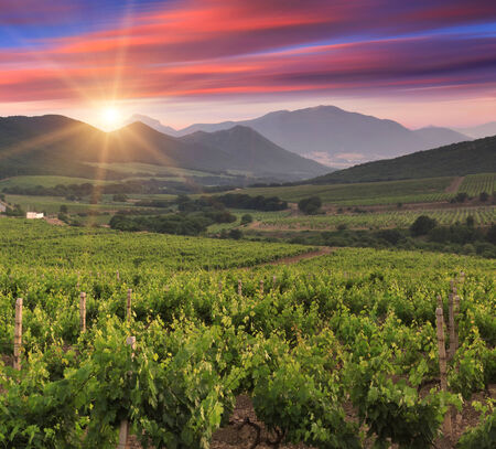 Panorama of vineyards on the sunsetの写真素材