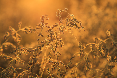 Grass in dew at dawn in springの写真素材