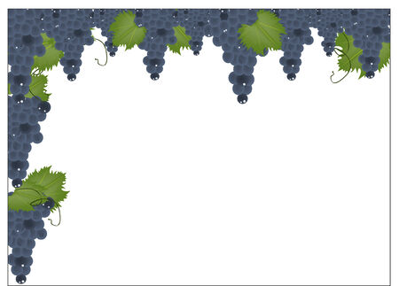 background decoration grapesのイラスト素材