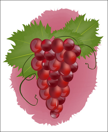 Red grapes with green leaf on a white background のイラスト素材