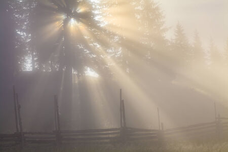 Morning fog in the sunny forest の写真素材