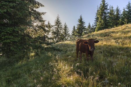 Cow grazing on a meadow morning の写真素材