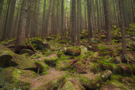 Beautiful mysterious forest with large mossy stones