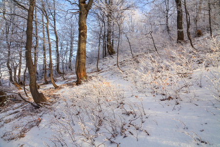 Frosted branches of trees in the beautiful winter forestの写真素材
