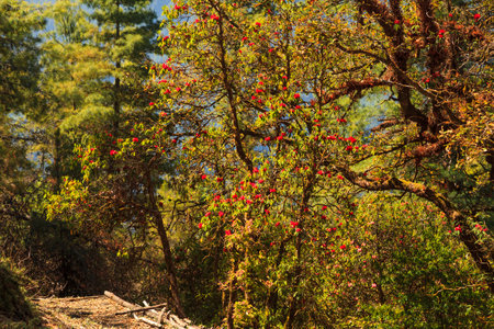 Beautiful autumn forest in the mountainsの写真素材