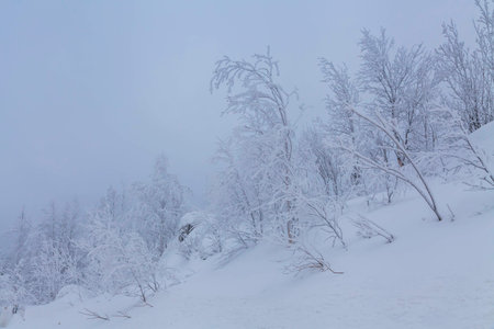 Beautiful snow-covered trees