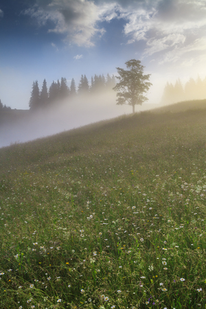 Beautiful tree in the rays of the dawn sun. Carpathian Mountains. Ukraine.の写真素材