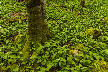 Mossy trunk of a tree in the green grass