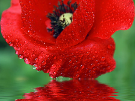 Reflection beautiful poppy flower in water. Spring flower.の写真素材