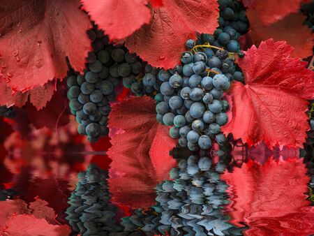 Reflection of grapes in clean water. Vine.の写真素材
