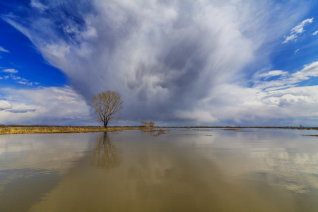 Lonely tree in the middle of swamps on the background of stormy skiesの写真素材