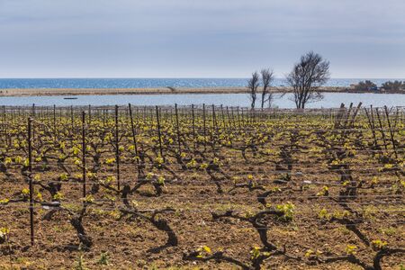 View of the grape lands in the south of France.の写真素材