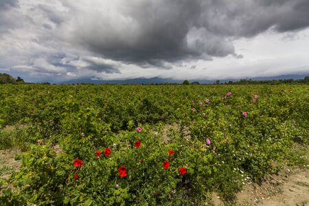 The picturesque landscape with rose field under a cloudy sky. Bulgaria.の写真素材