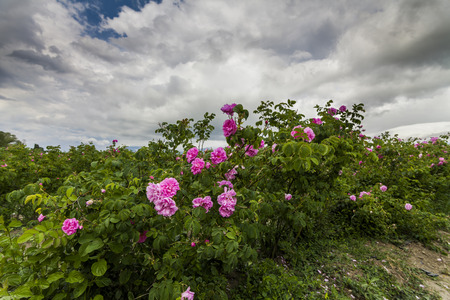 The picturesque landscape with rose field under a cloudy sky. Bulgaria.の写真素材
