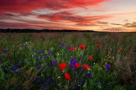 Field with flowering poppies at sunset. Beautiful summer landscapeの写真素材