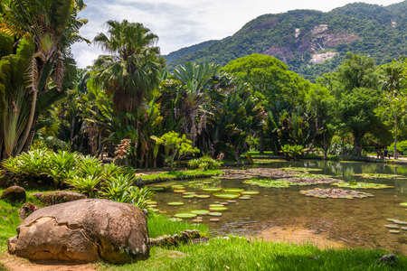 Jardim Botanico botanic gardens. Rio de Janeiro, Brazilの写真素材