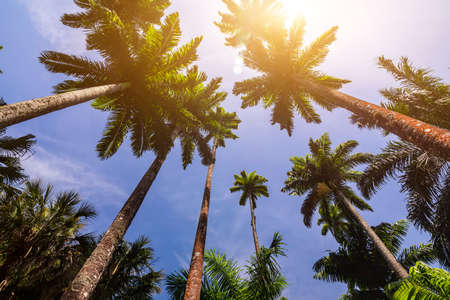 Avenue of royal palm trees at the Jardim Botanico botanic gardens. Rio de Janeiro, Brazilの写真素材