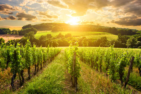Beautiful vineyard at sunset. Travel around Tuscany, Italy.の写真素材