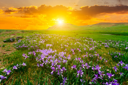 Beautiful Iris field on a background of sunset in the mountainsの写真素材