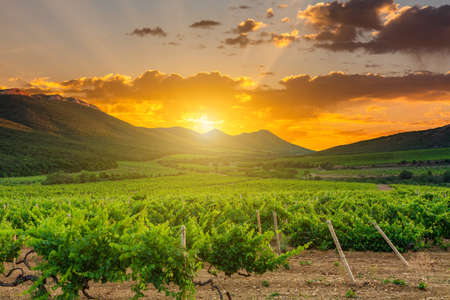 Beautiful vineyard at sunset. Travel around Tuscany, Italy.の写真素材