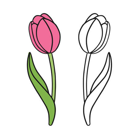Tulip flower line illustration.  Set of colorful and line illustrationのイラスト素材