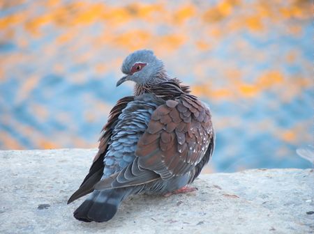 rock pigeon puffing his feathers with water reflections in the backgroundの写真素材
