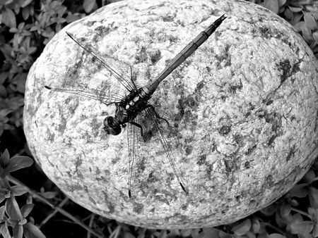 dragonfly sitting on river rockの写真素材