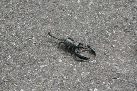 image of black scorpion on the pavementの写真素材