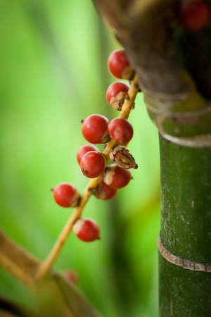 background of red berries green leaves and grassの写真素材