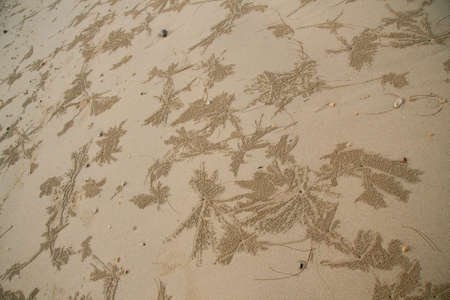background with the image of sand crabs on the beachの写真素材