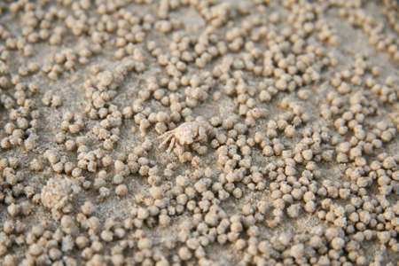 background with the image of sand crabs on the beachの写真素材