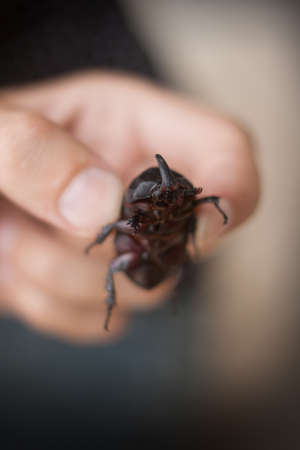 picture of a large rhinoceros beetle in the female handの写真素材