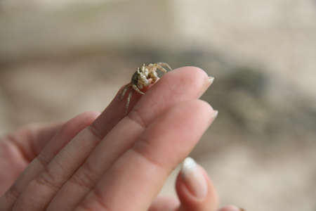 small crab sits on a woman's hands on the beachの写真素材