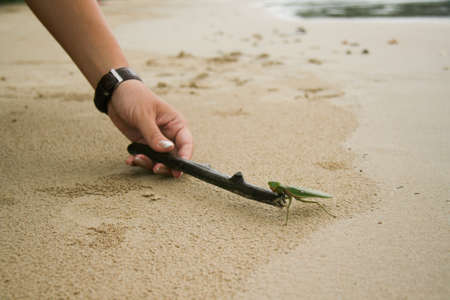 woman's hand in hours poking a stick in the praying mantis on the beachの写真素材