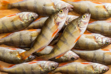 Fresh fish. Fresh river fish perch. On a yellow wooden background. Top viewの写真素材
