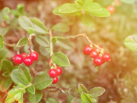 Ripe red cranberry berry grows in the forest. Beautiful natural backgroundの写真素材
