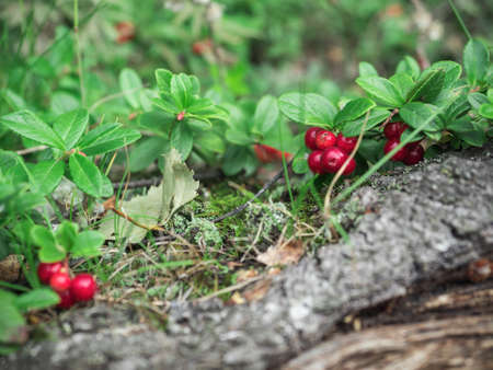 Ripe red cranberry berry grows in the forest. Beautiful natural backgroundの写真素材