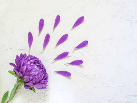 Purple flowers and petals on white background. Creative beauty fashion cosmetics photo. Flat lay