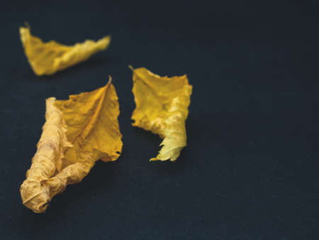 Dry rotten yellow autumn leaves on black backgroundの写真素材