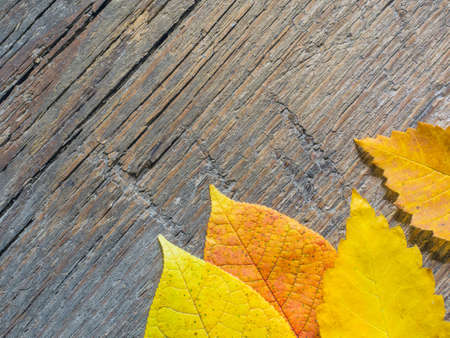 Yellow and red autumn leaves on wooden background. Autumn background. Top view. Flat lay