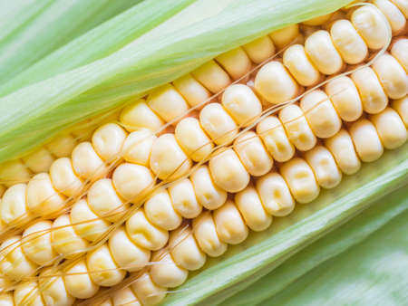 Fresh corn on the cob. Yellow corn, green leaves. Closeupの写真素材