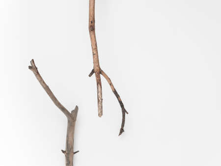 Dry tree branches on a white background. Flat lay, top view minimalistic natural compositionの写真素材