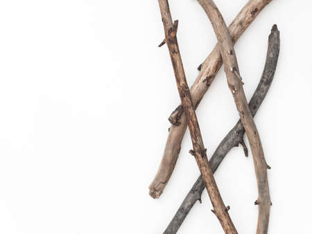 Dry tree branches on a white background. Flat lay, top view minimalistic natural compositionの写真素材