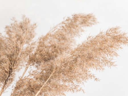 Dry beige reed on a white wall background. Beautiful nature trend decor. Minimalistic neutral concept. Closeupの写真素材