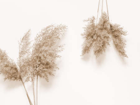 Dry beige reed on a white wall background. Beautiful nature trend decor. Minimalistic neutral conceptの写真素材